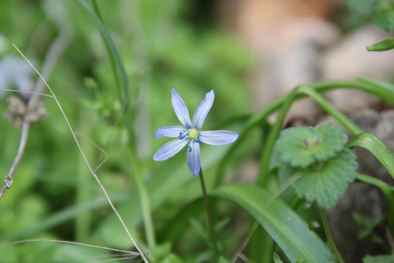 Dünya’da sadece Şanlıurfa’da yetişiyor!